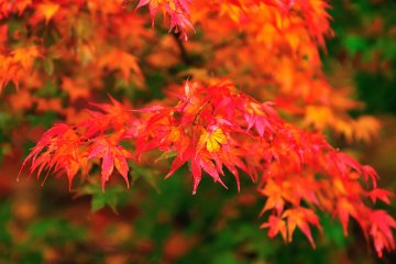 <p>渓谷の色が秋色に変わる</p>