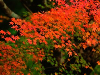 In autumn, leaves change color from green to vermilion