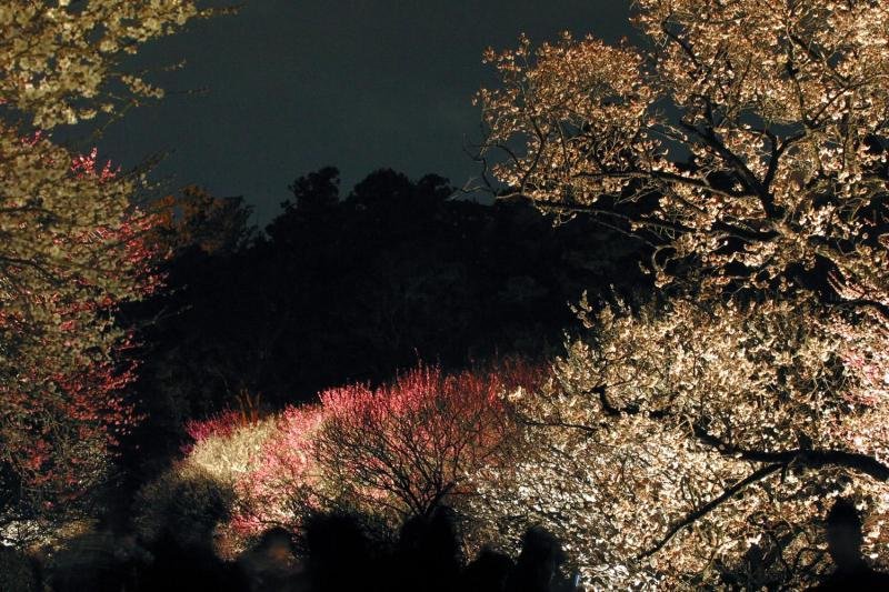 Kairakuen's plum blossoms lit at night during the festival