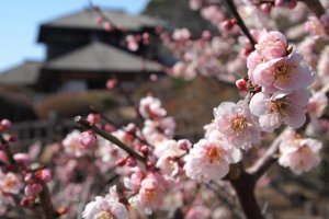 Kobuntei amid the spring plum blossoms