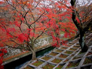 Maple trees border the canal where it emerges from the mountains between Lake Biwa and Kyoto