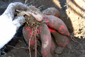 <p>Sweet Potato picking</p>