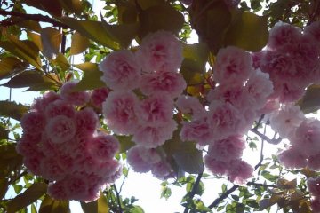 <p>Долгожданная весна в горах Яманаси</p>