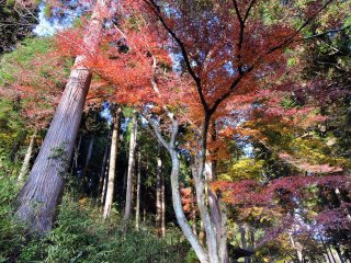 見上げると、華麗な紅葉の木立が広がる