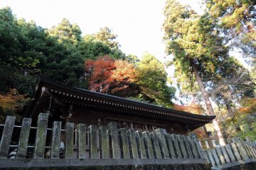 <p>Mikoshi-Den Hall is surrounded by both evergreen and colorful deciduous trees</p>