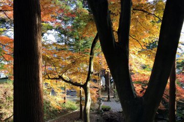 <p>Looking down at the shrine grounds below through brilliant maple leaves</p>