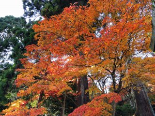 Deslumbrantes folhas de Outono cor-de-laranja na &aacute;rea do Santu&aacute;rio Okafuto