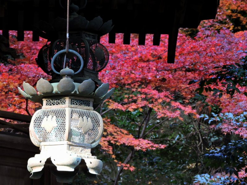 <p>Bronze lantern hanging from the roof of the main hall with the burning red autumn leaves in the backdrop</p>
