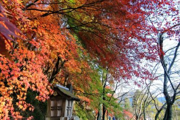 <p>Colorful leaves decorating the pathway</p>