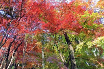 <p>Gorgeous maple leaves left me speechless!</p>