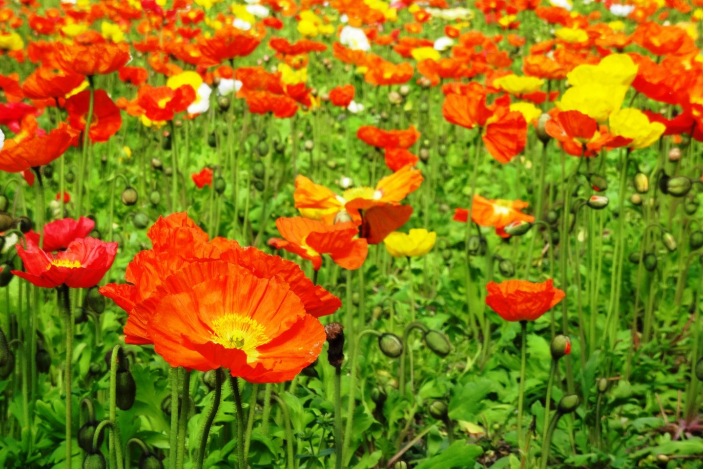 A field of poppies at the Flower Park Kagoshima