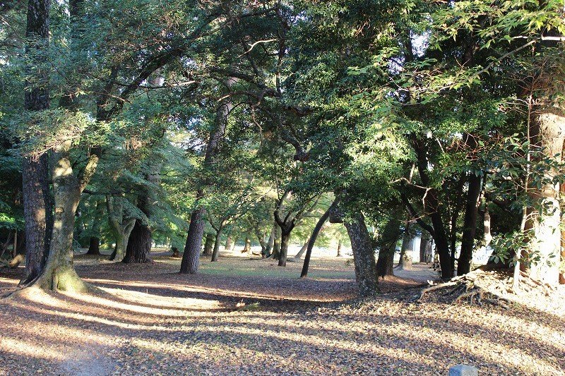 京都御苑北側の林