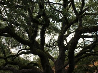 御苑内にはこのような樹齢１００年を超える老木が何本も立っている