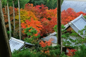 <p>Looking down at the temple grounds from halfway up the hill. The space between buildings was filled with splendid maple leaves.</p>