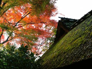 Beautiful autumn leaves hanging over the thatched roof of Basho-an