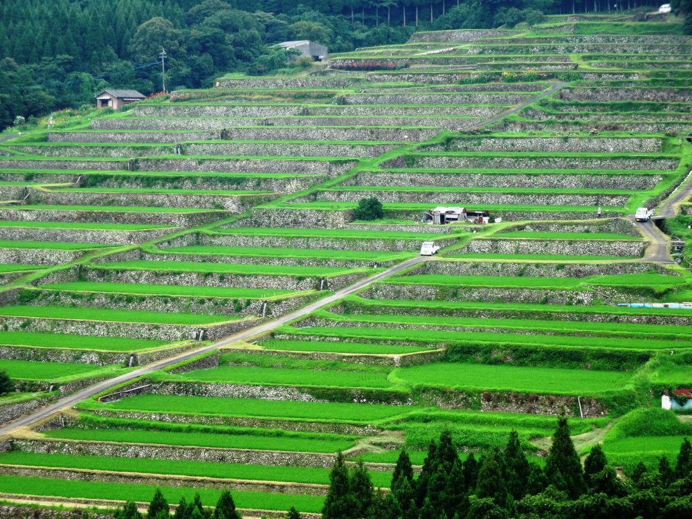 A view of the Sakamoto rice terraces from the viewing platform
