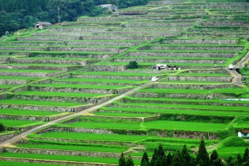 <p>Вид на рисовые террасы Сакамото со смотровой площадки</p>