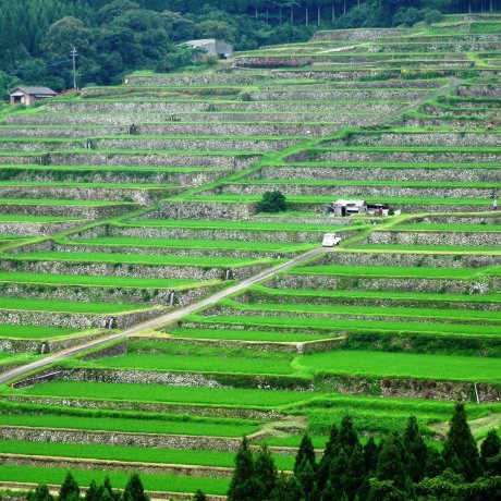 Sakamoto Rice Terraces