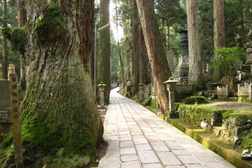 <p>The path goes through various moss-covered tombstones and big, ancient cypresses and cedar trees.</p>