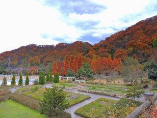 秋色に染まる八幡山と、その山麓の福井カルチャーパーク。これほど美しく広い公園を誰も使っていないから驚きだ!