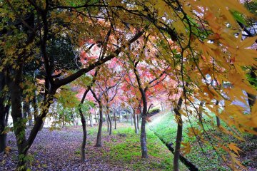 <p>Autumn leaves fluttering in the wind inside the park</p>