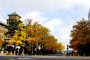 日本大通の銀杏並木