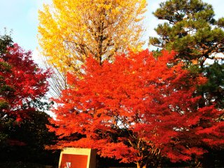 鳳凰堂正面玄関付近の紅葉も色を添えているようだ