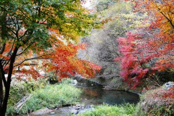 <p>In autumn, the maples here turn a spectacular shade of red</p>