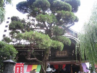 Красивое дерево, растущее на территории храма.