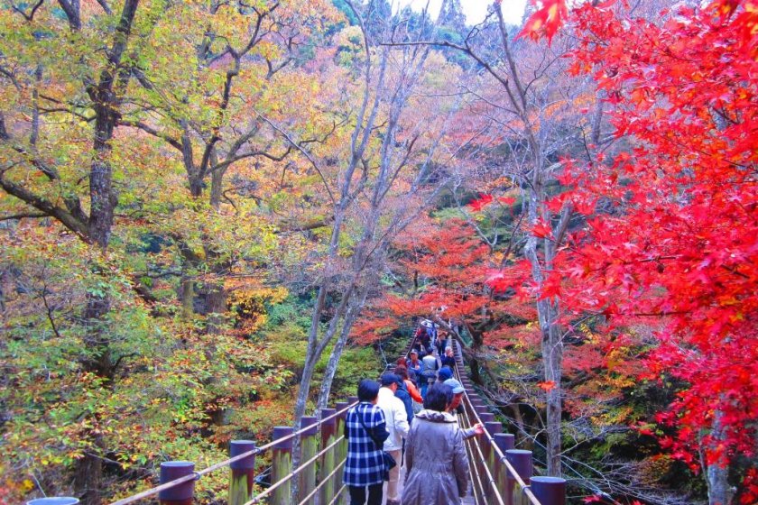 A group of tourists wanders across the suspension bridge to view the foliage