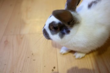 <p>Rabbits can be very shy, so please be gentle.</p>