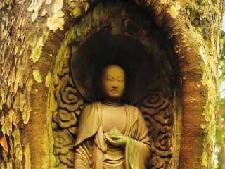 普通、仏像は伐採し乾燥した木に彫刻するものだが、この仏像は生きている木に彫られている