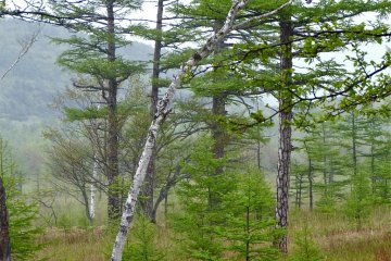 White birch and pine.