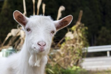 <p>A friendly goat to greet visitors</p>