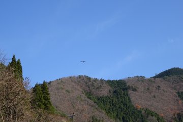 <p>Hawks and eagles can often be seen flying overhead</p>
