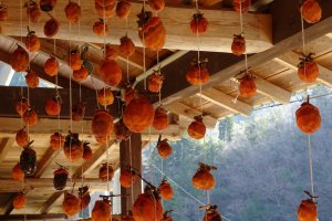 Sun-dried persimmons, cut from its rope when ready to eat