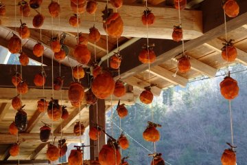 <p>Sun-dried persimmons, cut from its rope when ready to eat</p>