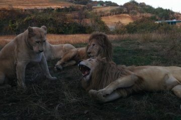 <p>The majestic, yet dangerous, white lions</p>