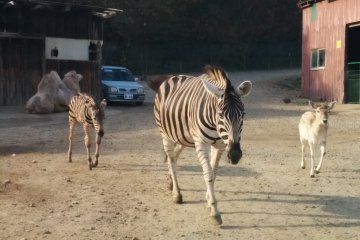 <p>Zebras on the go</p>