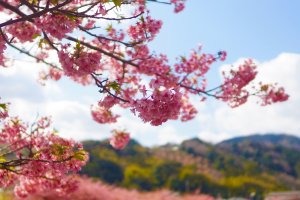 河津桜の花びらは、濃いピンク色をしている