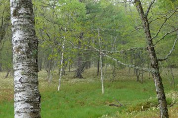 I was pleased to find plenty of my favorite tree, the white birch