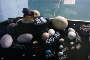 Dinosaur egg models