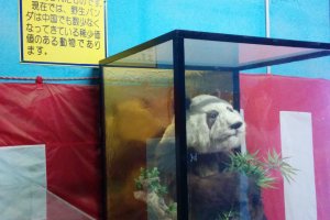 Japan&#39;s first panda can be found in this glass tomb
