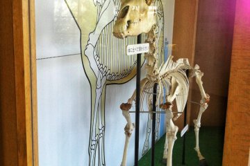Skeletal comparison with a 'foreign' horse