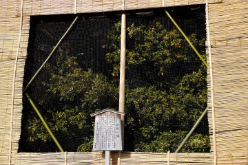 <p>A Japanese orange tree protected by screens</p>