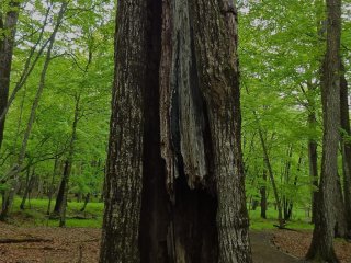 Một cái cây mọc trong một cái cây; một vòng đời khác trong khu rừng. 