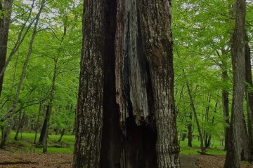 A tree within a tree; another cycle of life in the forest.