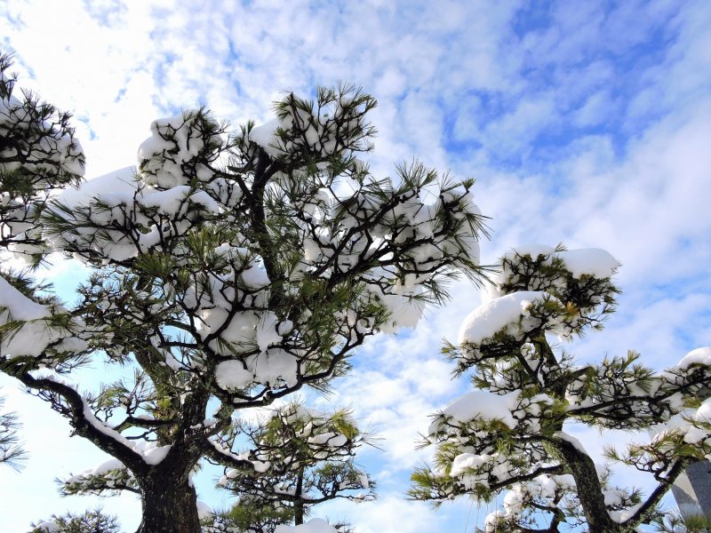 푸른 하늘 아래의 눈 덮인 소나무