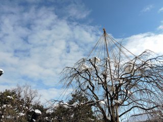 Pohon ceri dengan batang gundul merunduk ditutupi salju menggapai tinggi ke langit biru