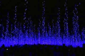 Light-up of Ashikaga Flower Park